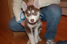dog 004.jpg
