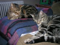 Tucker & Kitten.jpg