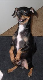 chihuahua_denton.JPG
