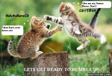 flying-cat-fight.jpg