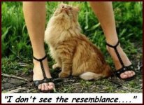 Cats%20View.jpg