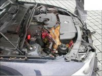 BMWDeer003.jpg