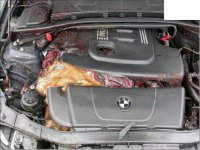 BMWDeer004.jpg