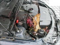 BMWDeer005.jpg