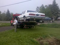 whitewhale2..jpg
